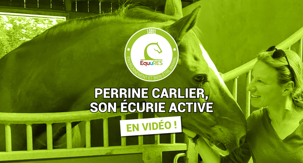 Se lancer dans une écurie active avec des chevaux de dressage - l'exemple de Perrine Carlier