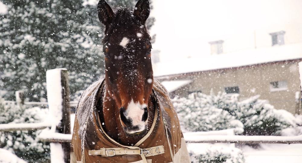 Faut-il couvrir son cheval en hiver ?