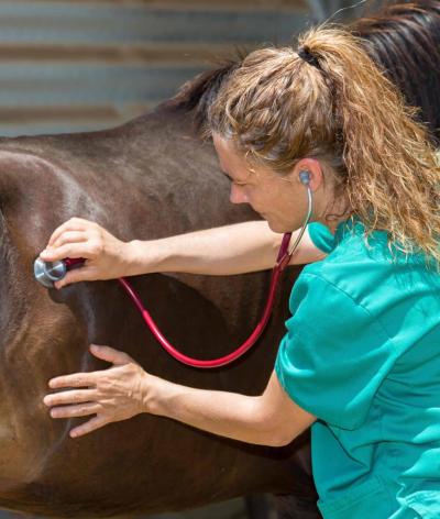 Contrôler l’état de santé de votre cheval