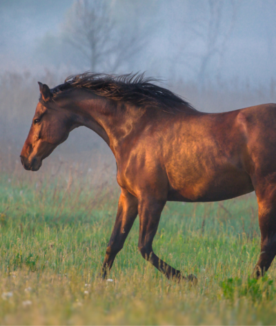 La note d’état corporel : un outil pour évaluer l’état de nos chevaux