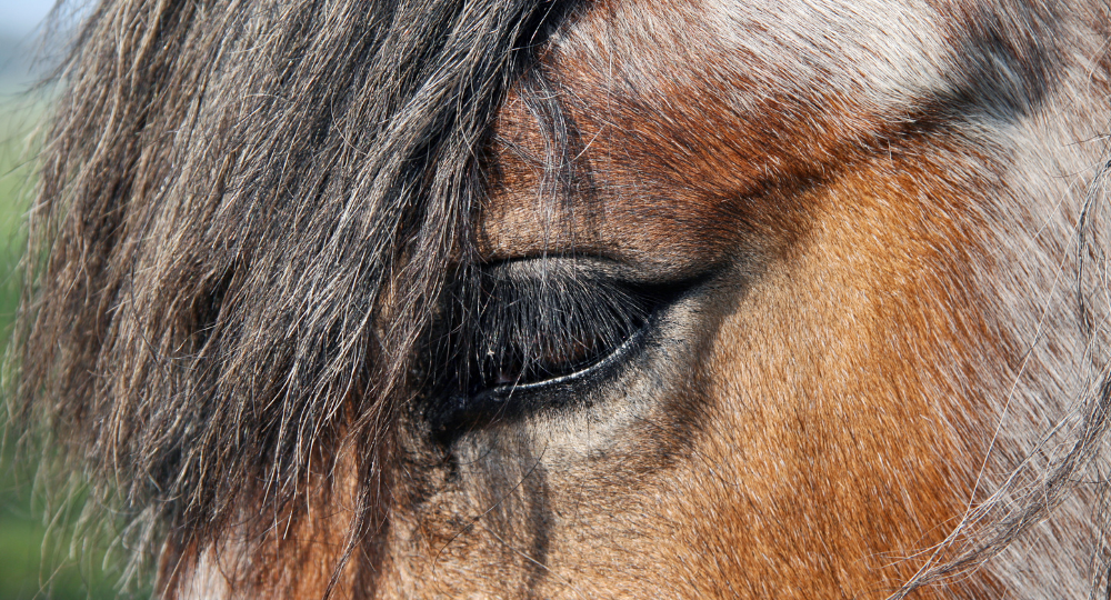 Maintenir le lien social chez les chevaux âgés : un aspect clé de leur bien-être mental