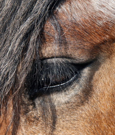 Maintenir le lien social chez les chevaux âgés : un aspect clé de leur bien-être mental