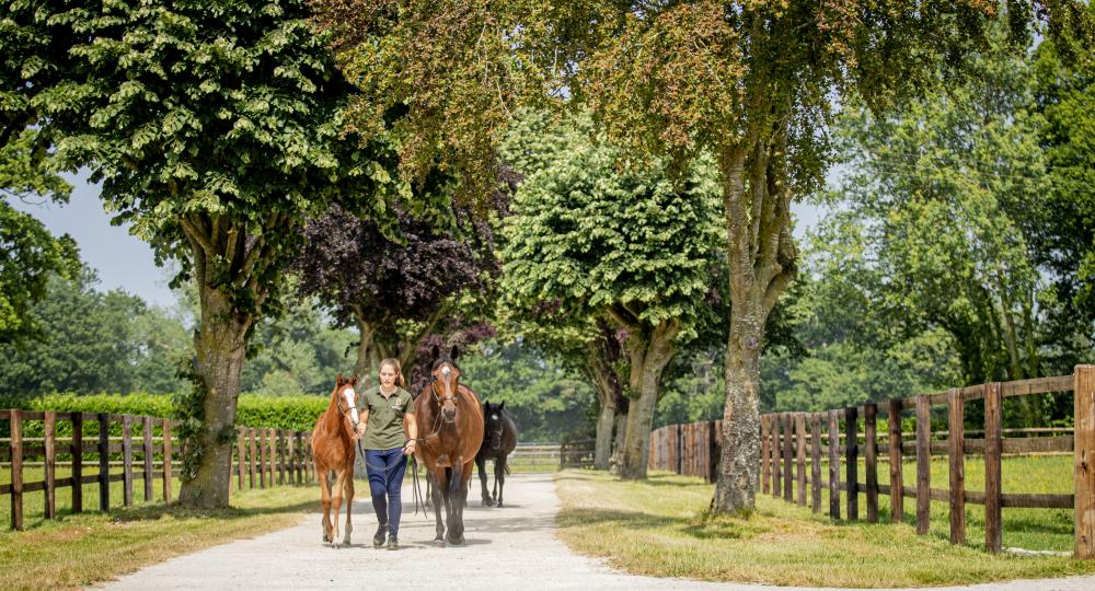 Le Haras de Beaumont, situé dans le Calvados, est labellisé EquuRES à l'échelon Progression !