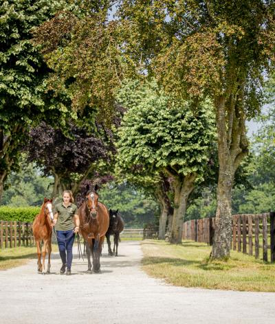 Le Haras de Beaumont, situé dans le Calvados, est labellisé EquuRES à l'échelon Progression !