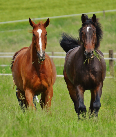 Journée Filière Équine & Horse Breizh Awards au Haras National de Lamballe