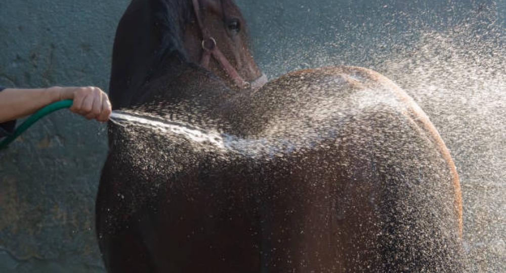 Doucher son cheval tout en limitant sa consommation d'eau ? C'est possible !