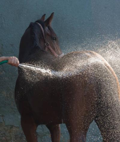 Doucher son cheval tout en limitant sa consommation d'eau ? C'est possible !