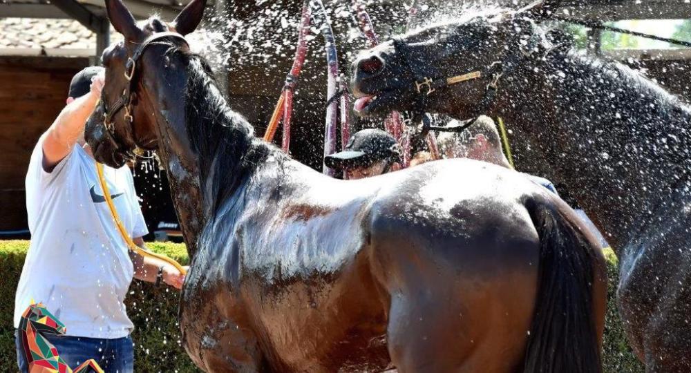 L'hippodrome de Feurs, dans le département de la Loire, renouvelle sa labellisation EquuRES