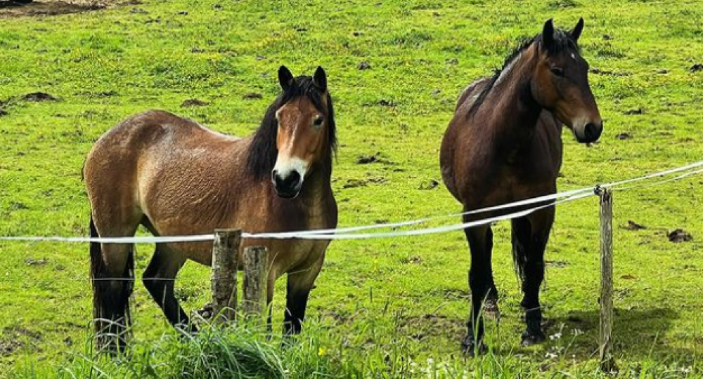 La P'tite ferme de la Vedrenno, en région Nouvelle-Aquitaine, s'engage pour le bien-être des chevaux et l'environnement en se labellisant EquuRES