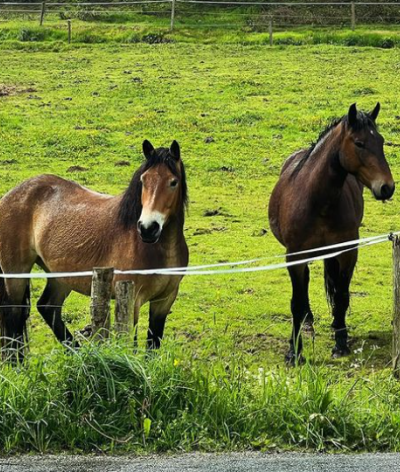 La P'tite ferme de la Vedrenno, en région Nouvelle-Aquitaine, s'engage pour le bien-être des chevaux et l'environnement en se labellisant EquuRES