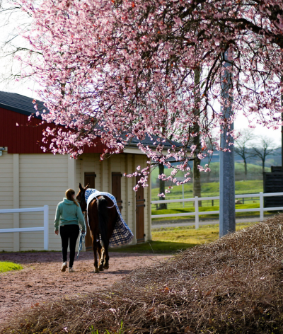 Journée Bien-Être à l'Hippodrome de Laval