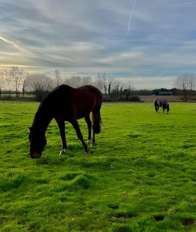 L'écurie Horses & Farriery, située dans l'Eure, est labellisé EquuRES à l'échelon Engagement !