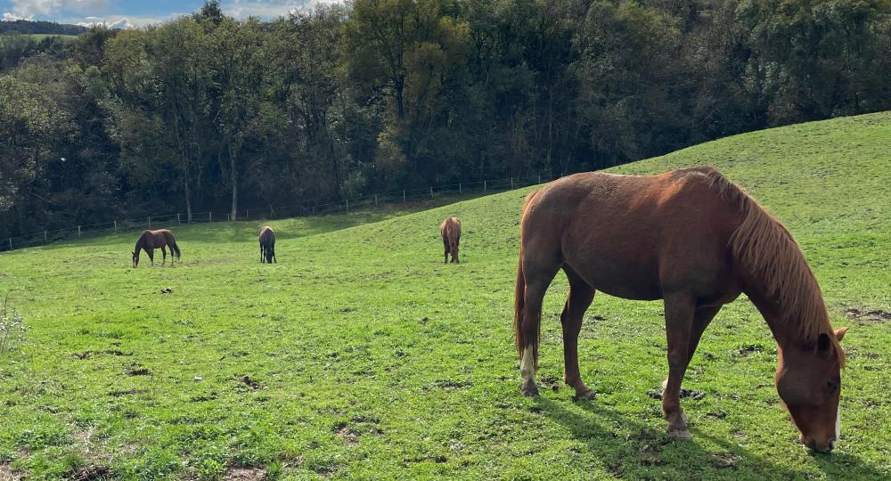 L'Écurie de Beyrieux, en Ardèche, obtient sa labellisation EquuRES à l’échelon Engagement !