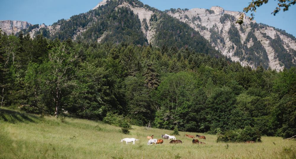 Les Chevaux d'Edoras, au cœur du Vercors, s'engage pour le bien-être animal et l'environnement grâce à sa labellisation EquuRES échelon Progression !