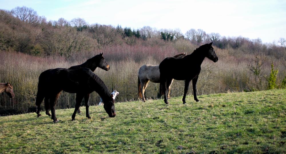 Quelle est la meilleure méthode pour affourager les chevaux en groupe ?