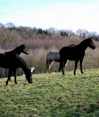 Quelle est la meilleure méthode pour affourager les chevaux en groupe ?