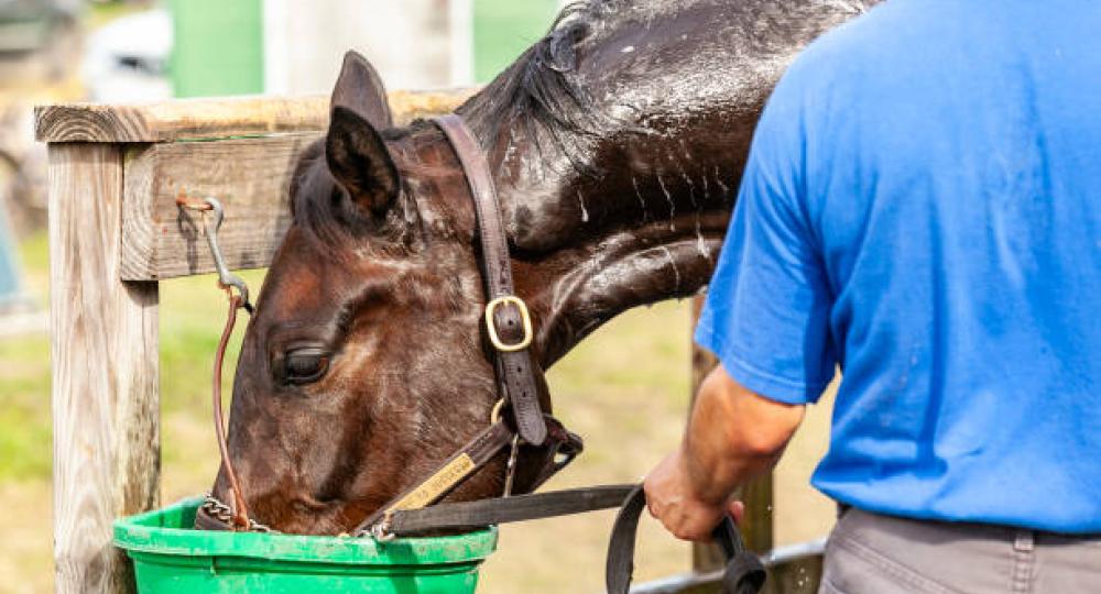 Le coup de chaleur chez les chevaux : reconnaissance, prévention et gestion