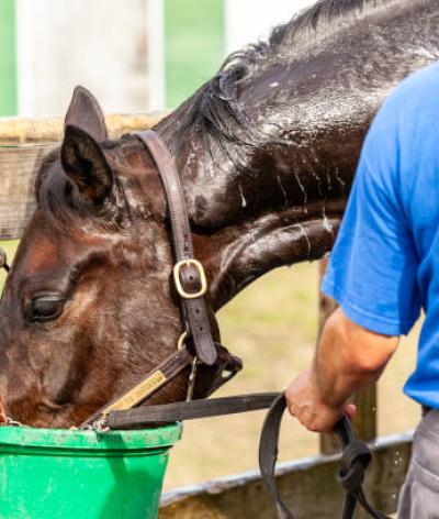 Le coup de chaleur chez les chevaux : reconnaissance, prévention et gestion