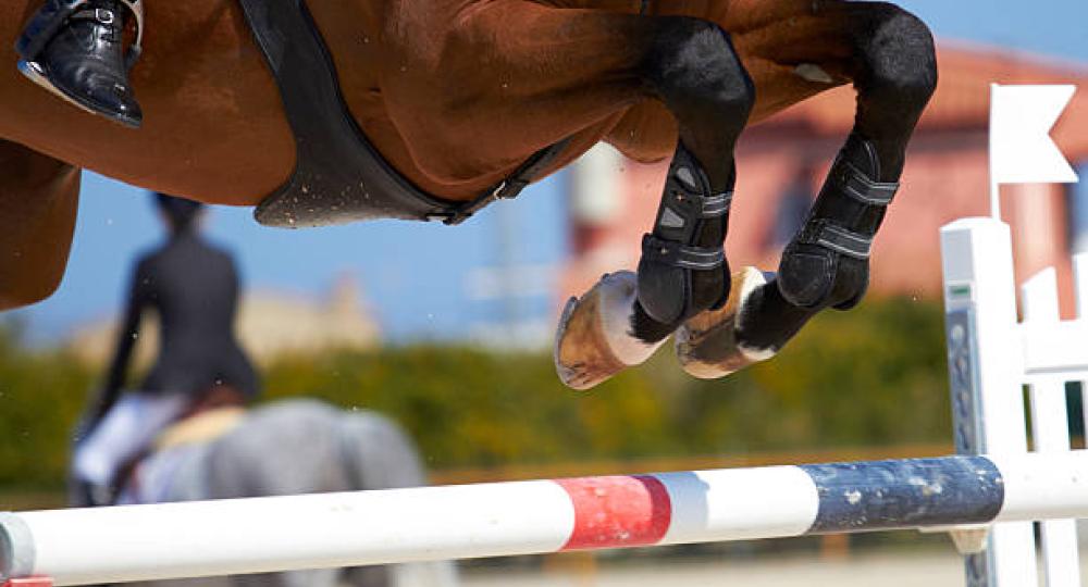 Assurer le bien-être du cheval et du cheval de sport de haut niveau