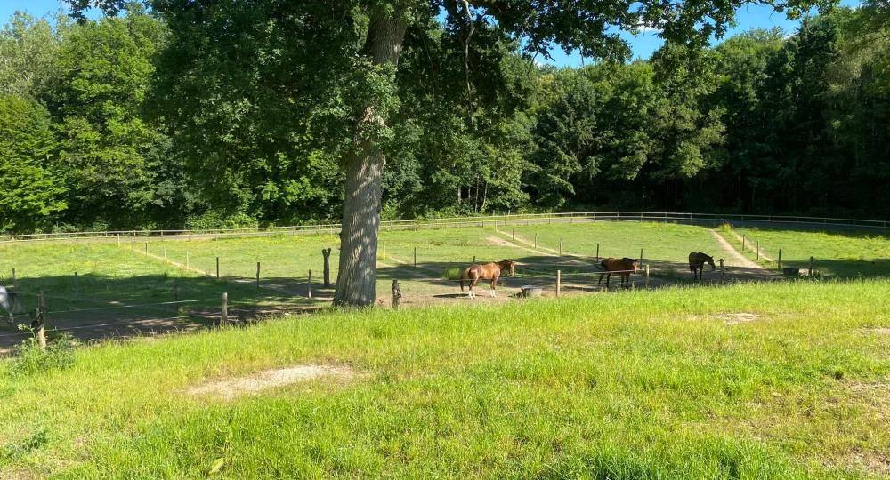 Les Ecuries Pierre-Emmanuel Lacroix, situées dans l'Orne, sont labellisées EquuRES Engagement !