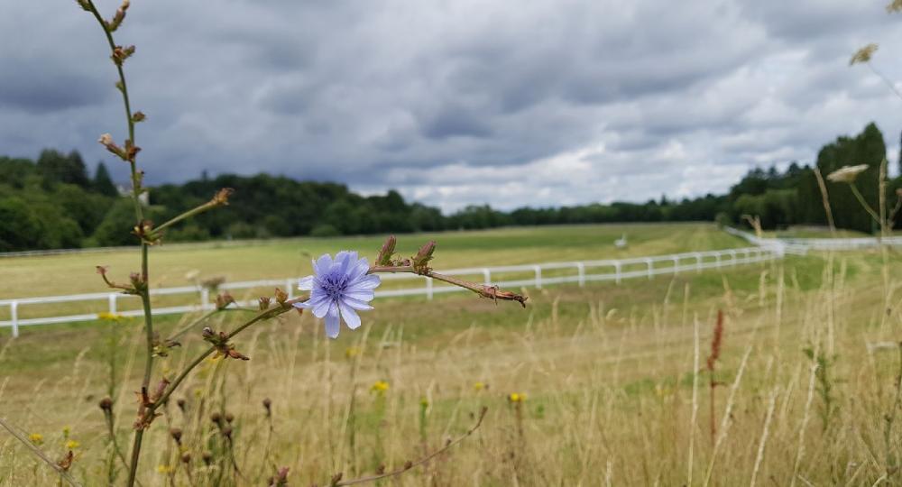 L'hippodrome du Vertou, en Loire Atlantique, s'engage pour le bien-être animal et pour le respect de l'environnement