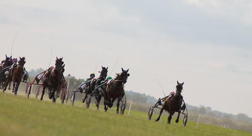 L'hippodrome de Luçon, en Vendée, s'engage pour l'environnement et le bien-être animal